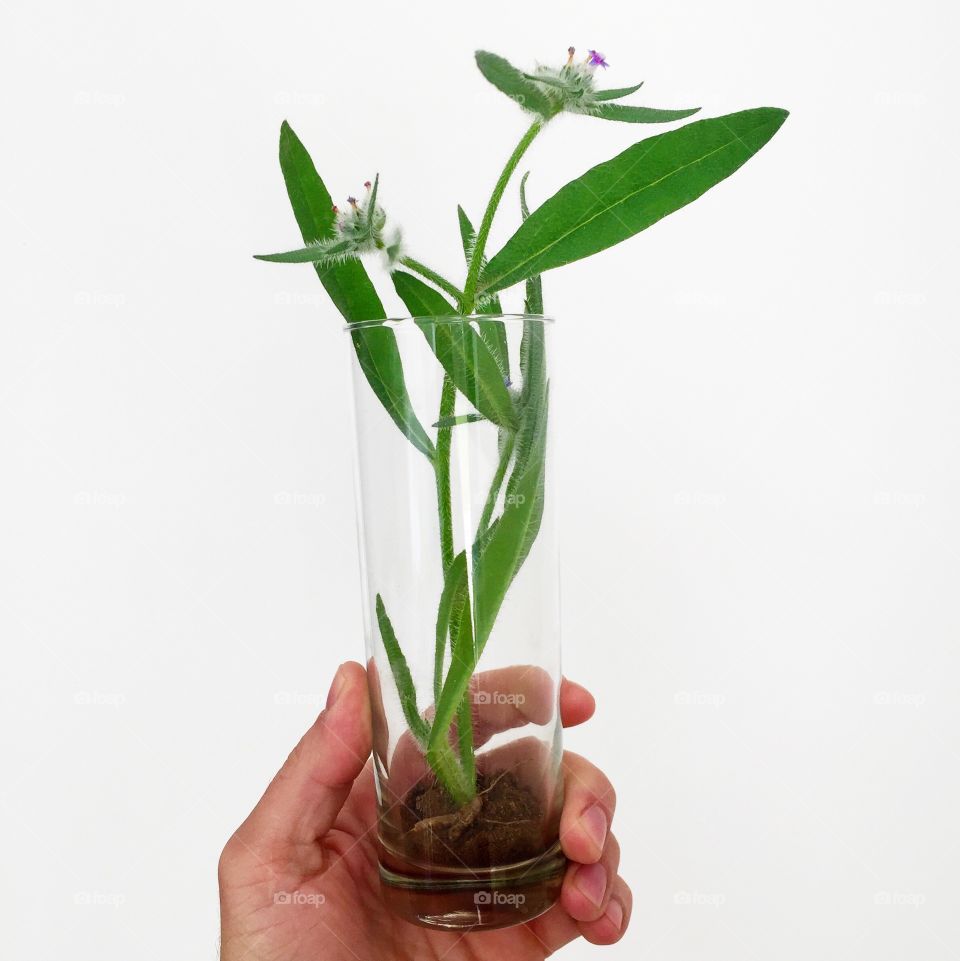 Human hand holding potted flower plant