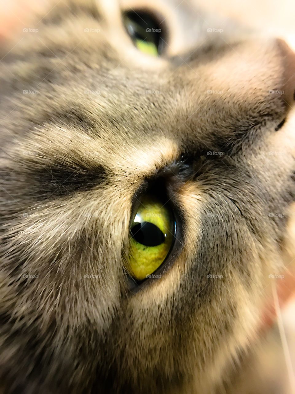 Cat eye 