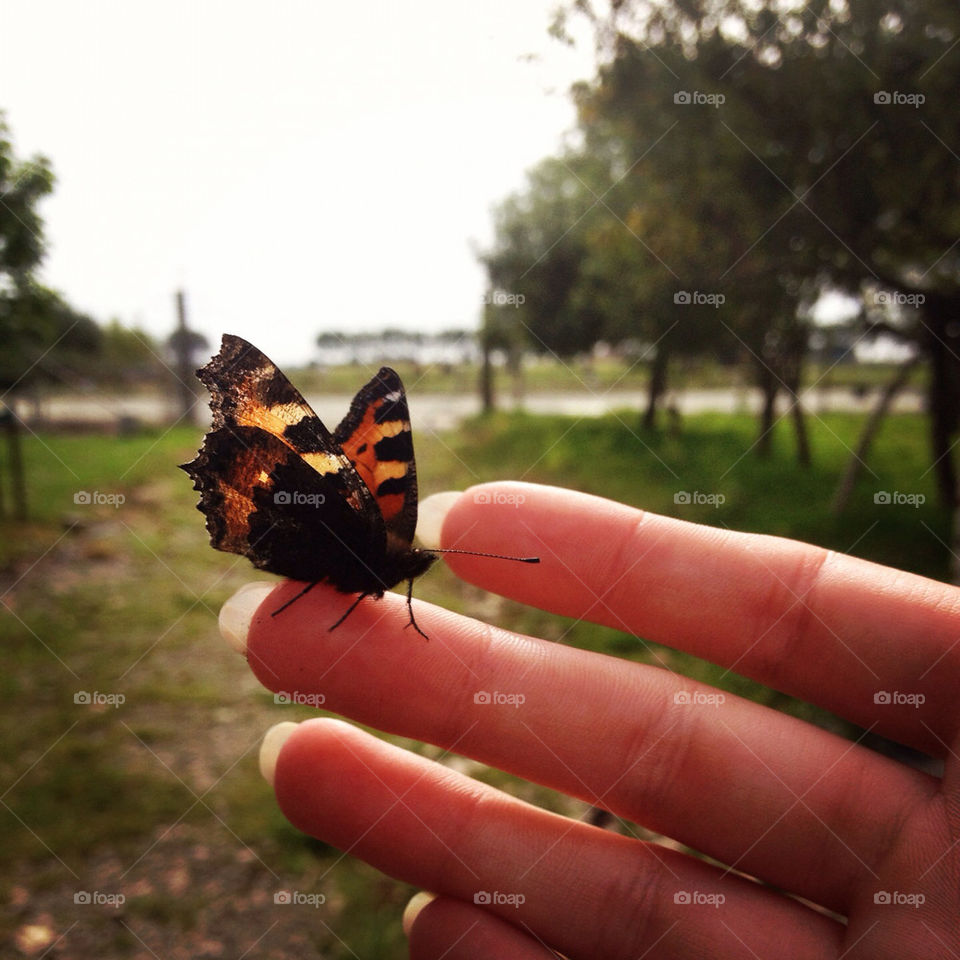 Butterfly on my hand! Magical