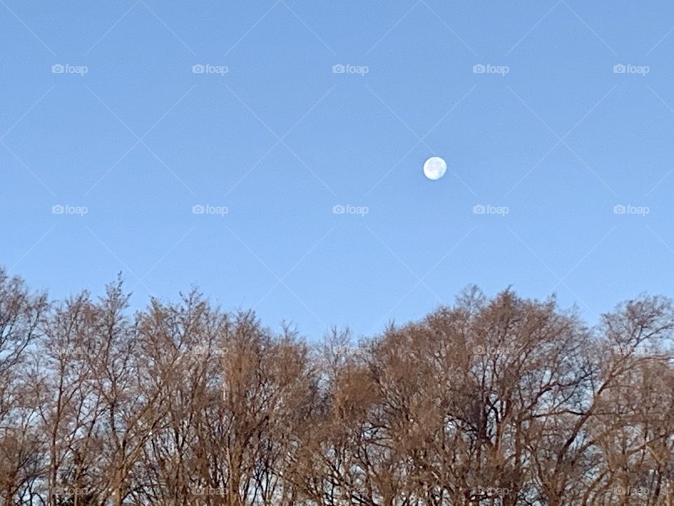 The setting gibbous moon in a bright blue sky over a line of bare trees and harvested farm field a landscape