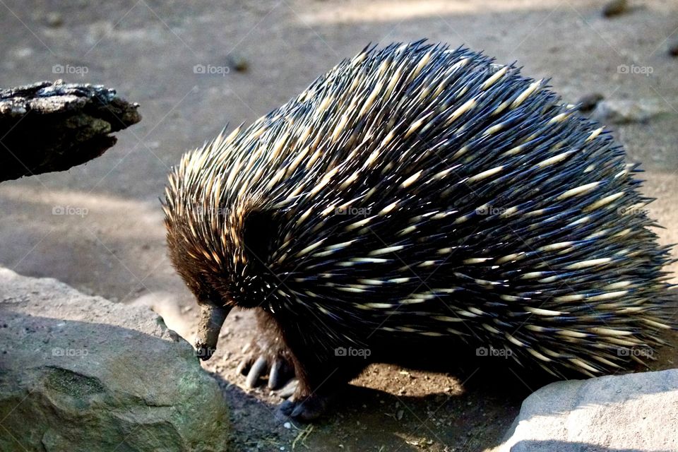 Echidna