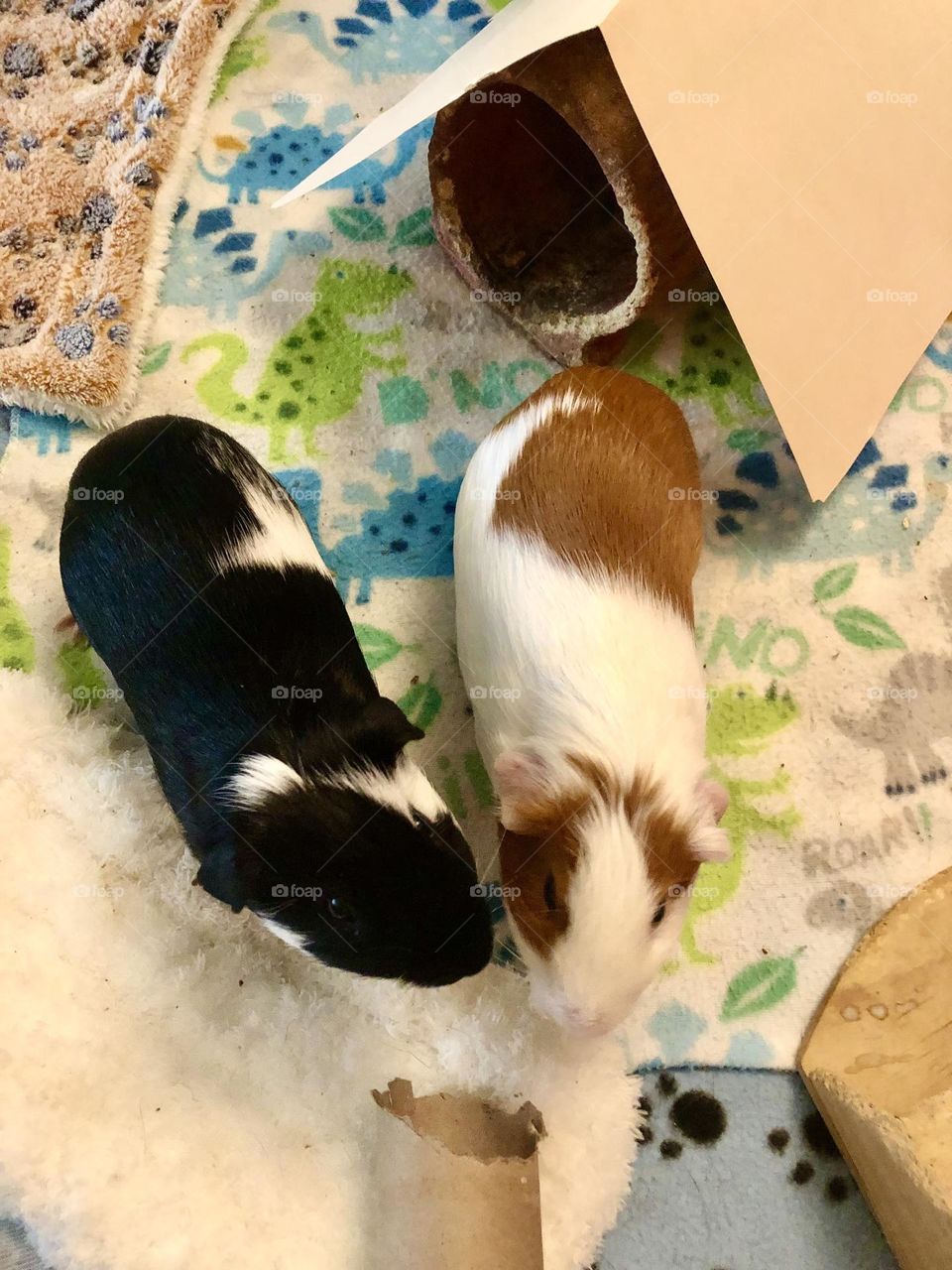 Jake with Nicky playing together / little boys🐾❤️ 🐾