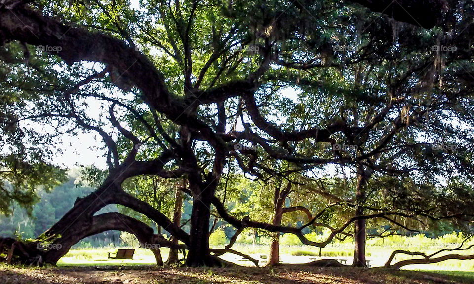 most relaxing shady place for a swing
