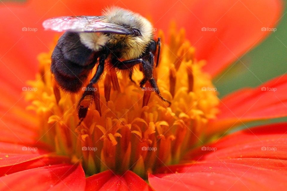 Bee on a flower