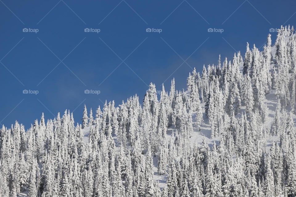 Woods in snow and blue sky