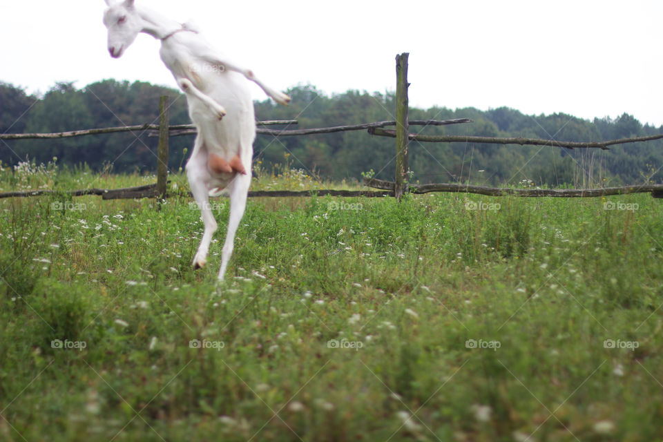 Funny goat’s dance 