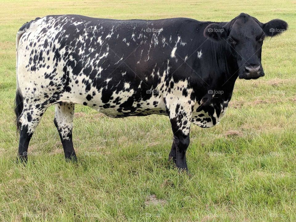 Cow