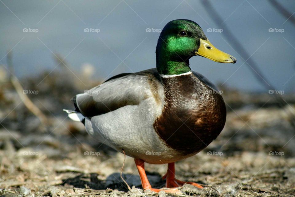 duck