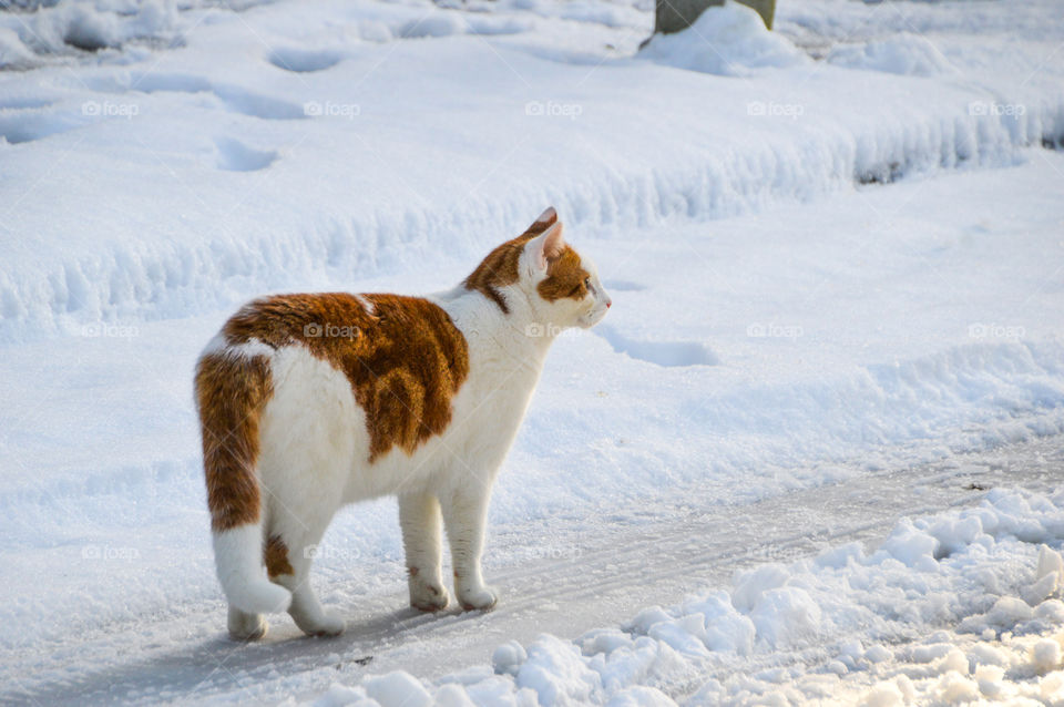 Cat Walking In The Snow