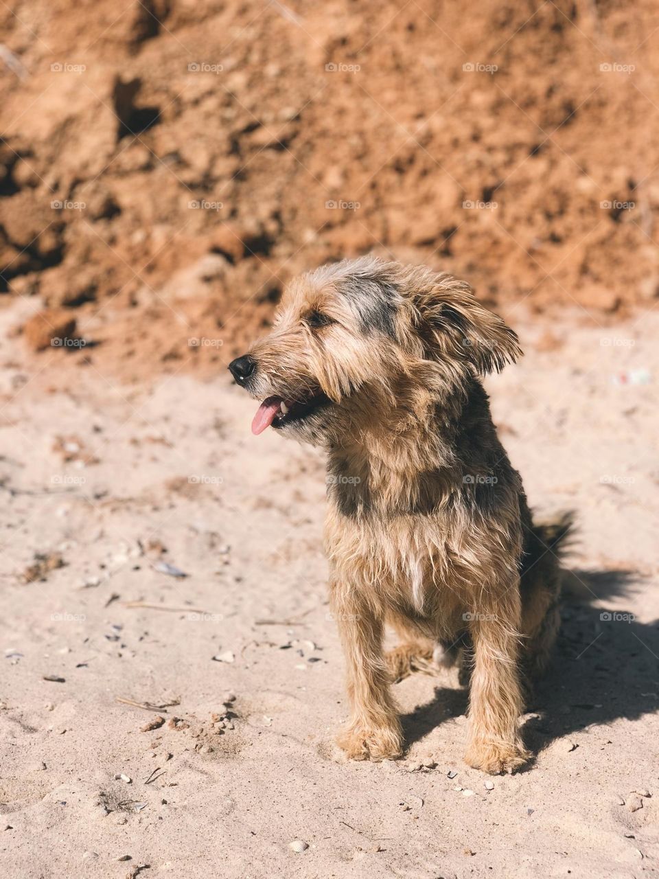 Dog on the beach