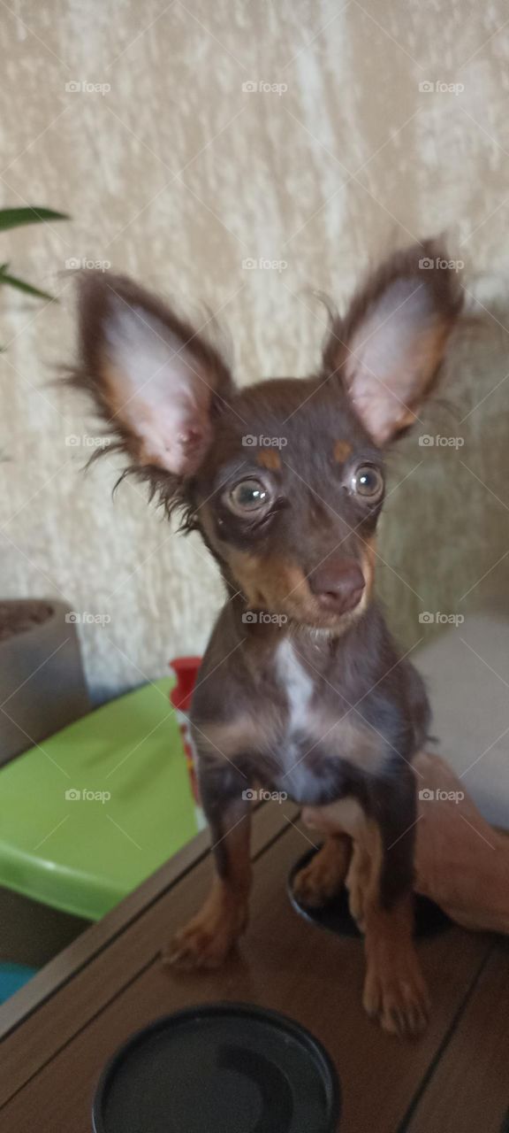 Pintcher puppy, female puppy