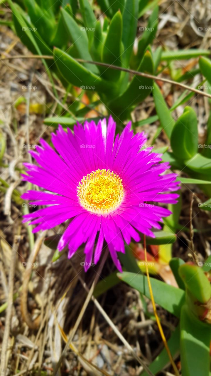 Clarity of Spring Flowers