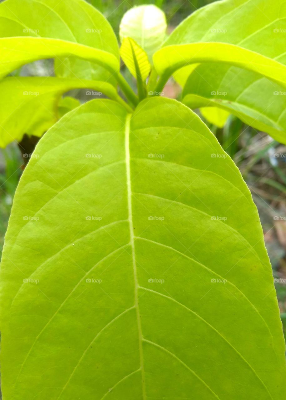 Green leaf on the garden