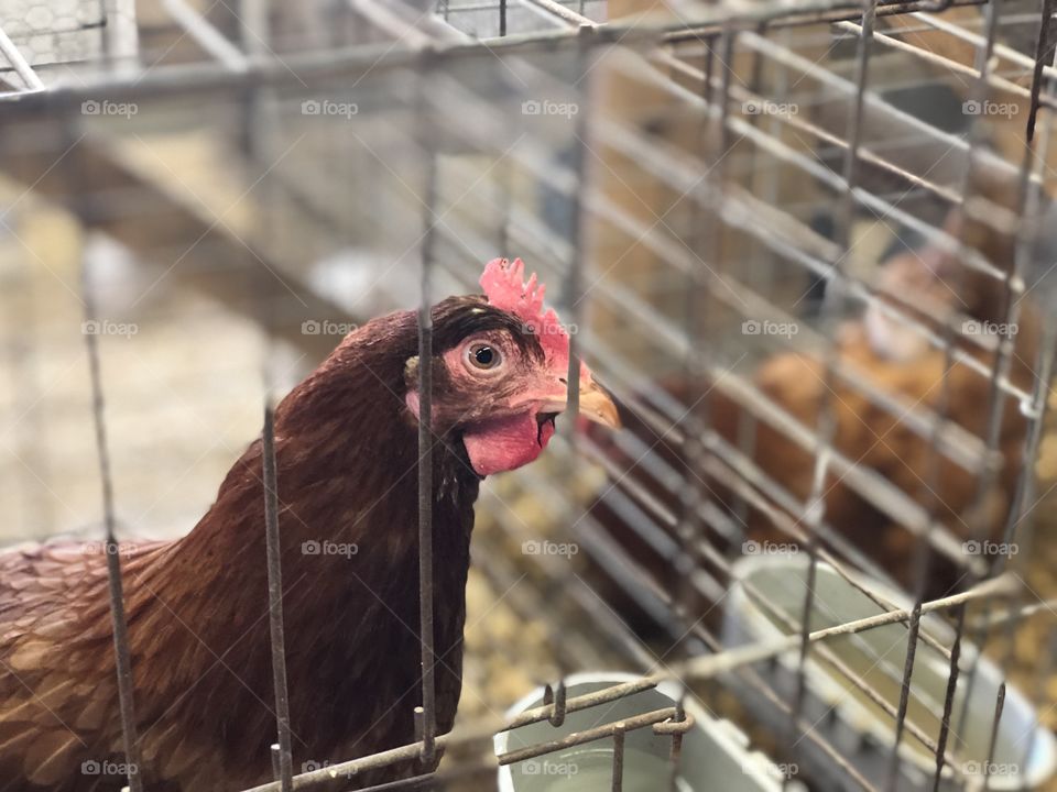 Photogenic Chickens at The Fair