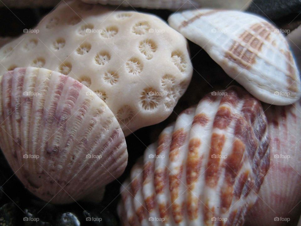 sea shells