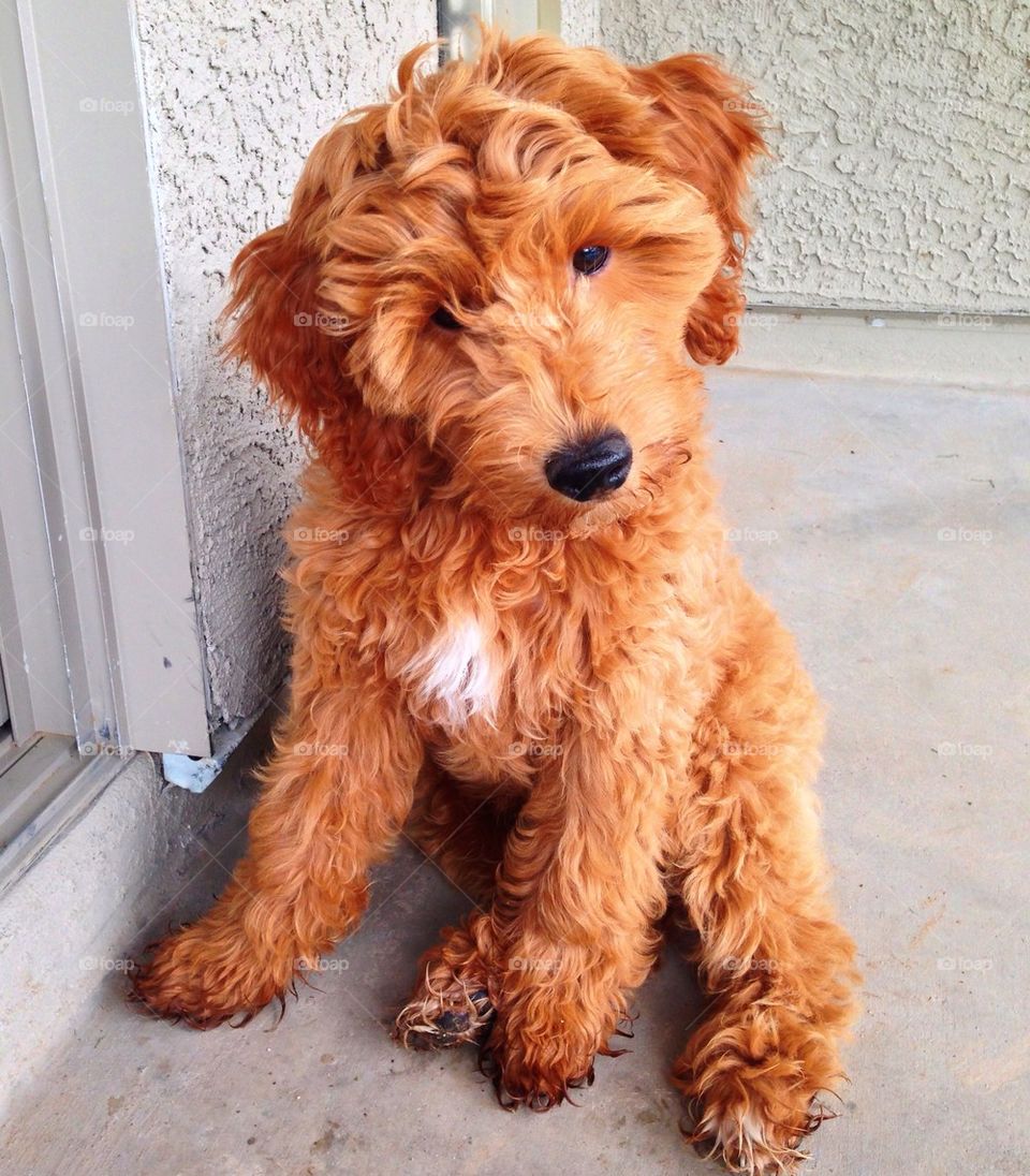 Goldendoodle chester