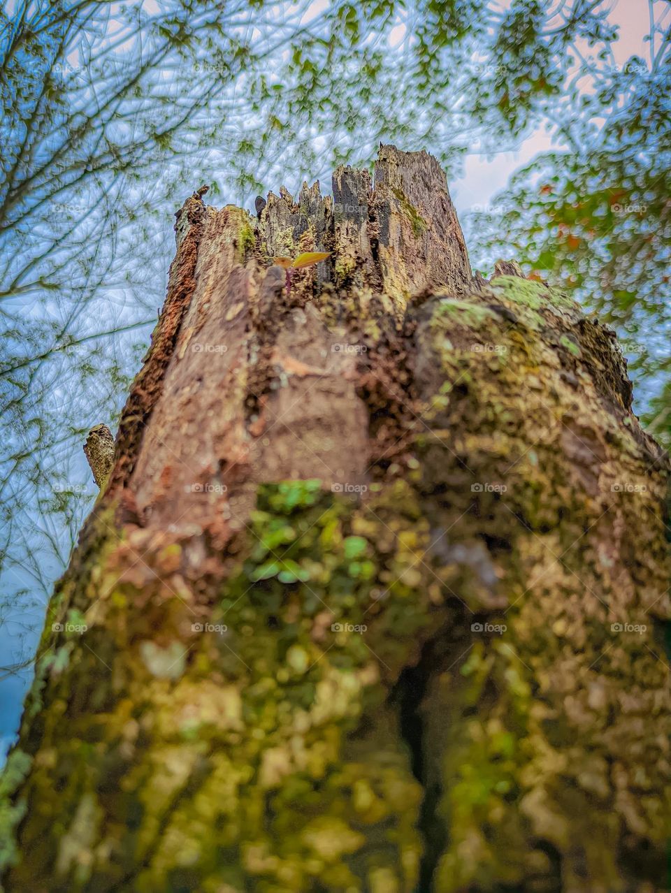 old tree monument remaining from forest logging