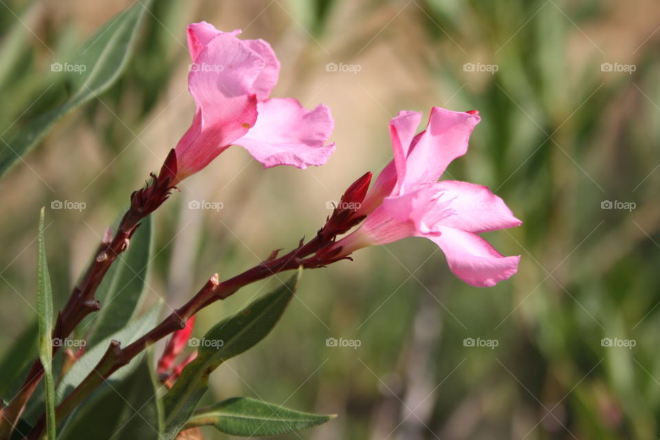 Walking through the field I have come across this plant that has two wonderful flowers. So I decided to focus closely and take a picture of them leaving the other green plants in the background.