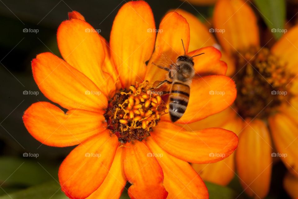 Orange flower with bee