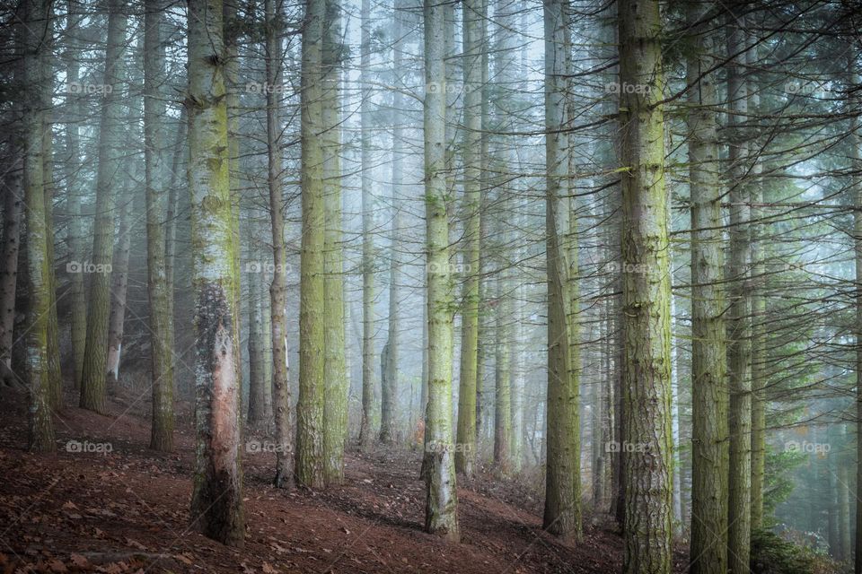 Fog surrounding trees in forest .