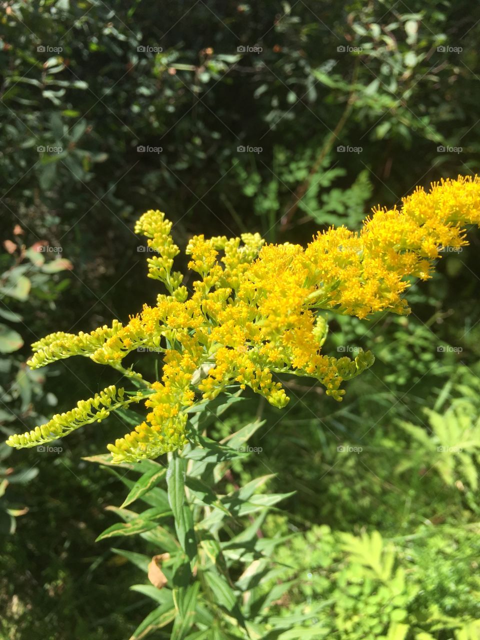 Yellow floral outdoors