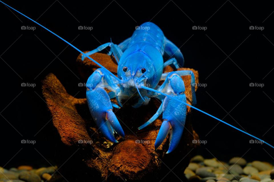 Blue Crayfish in the aquarium