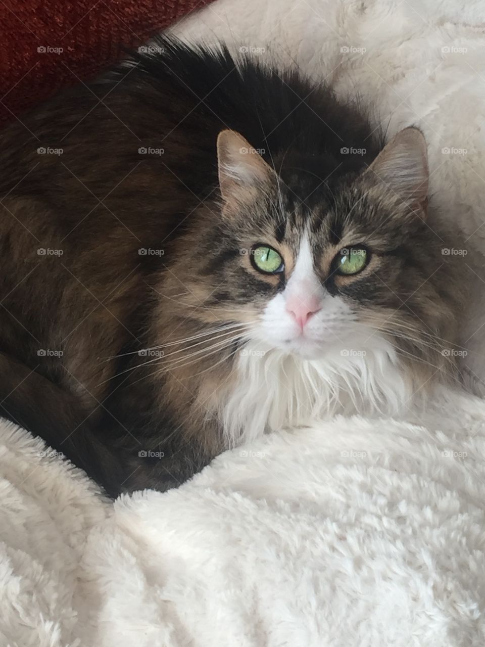 Beautiful green-eyes cat in a bed of white fluffy blankets