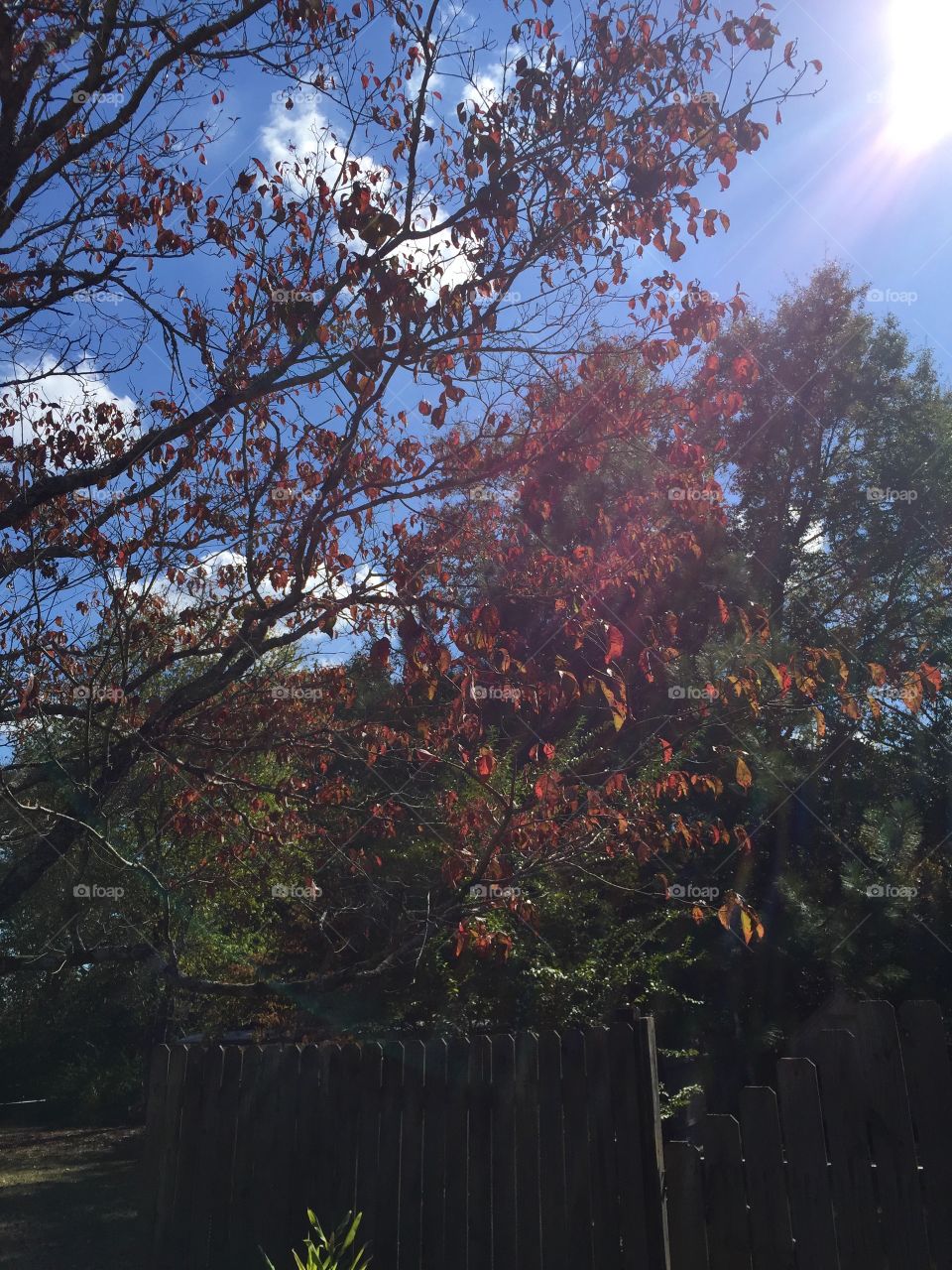 Fall tree against the sky showing off orange leaves.