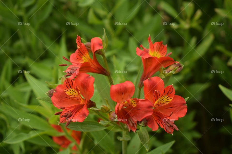 red fresh macro flowers in the garden