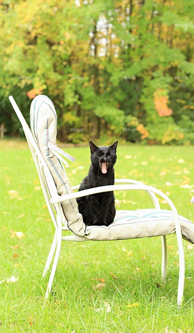 Black cat sitting on chair