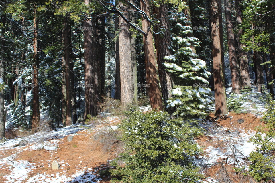 snow Forest