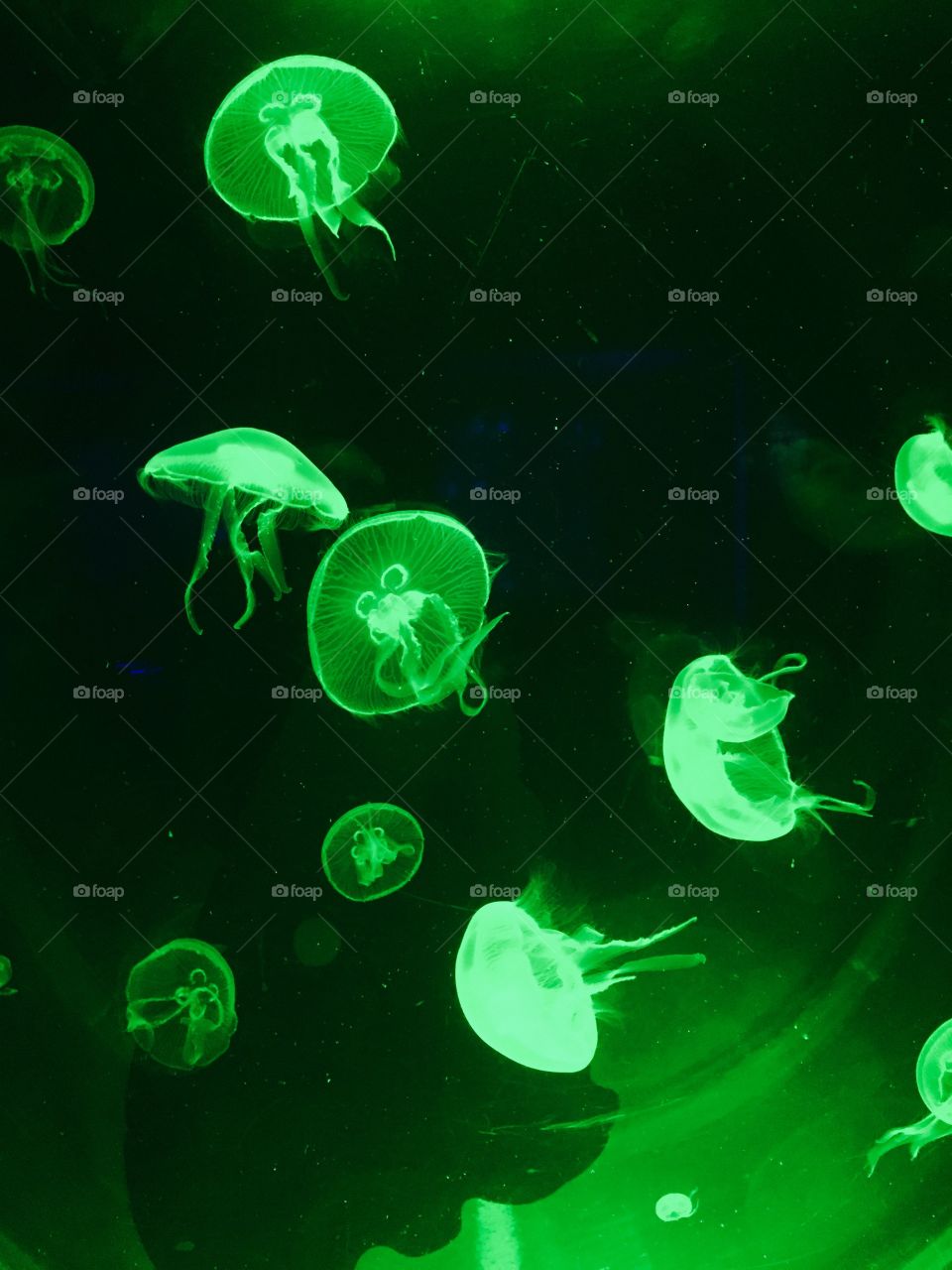Jellyfish Sea Life Ocean World. A green version of the jellyfish Sea Life Ocean World in Bangkok, Thailand.