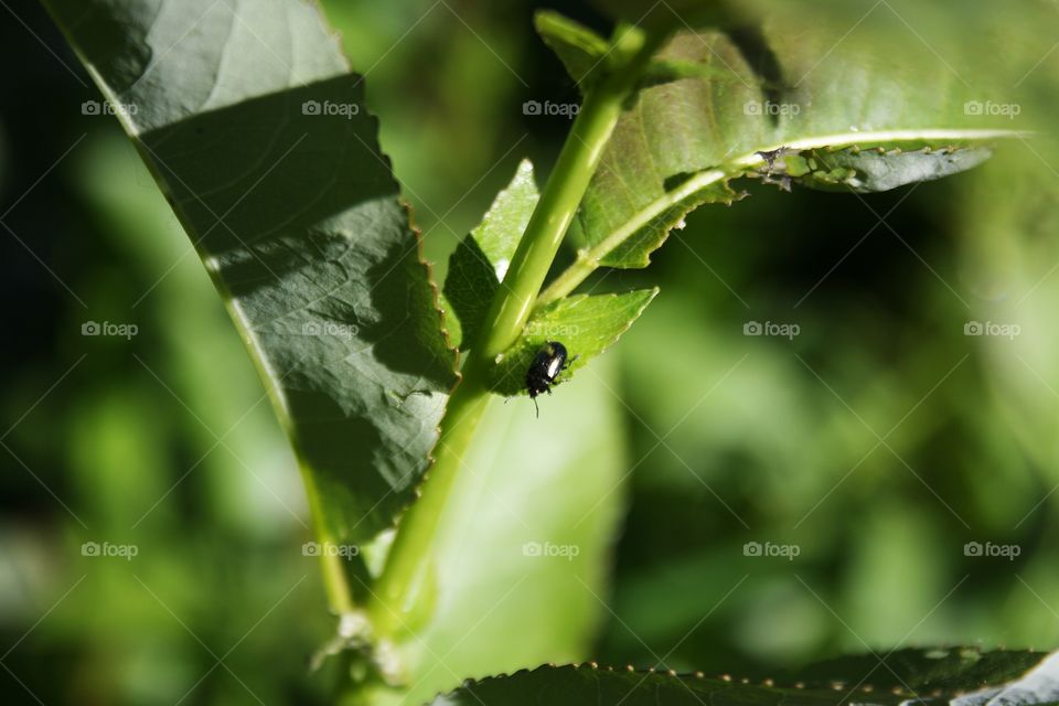 Insects on plants