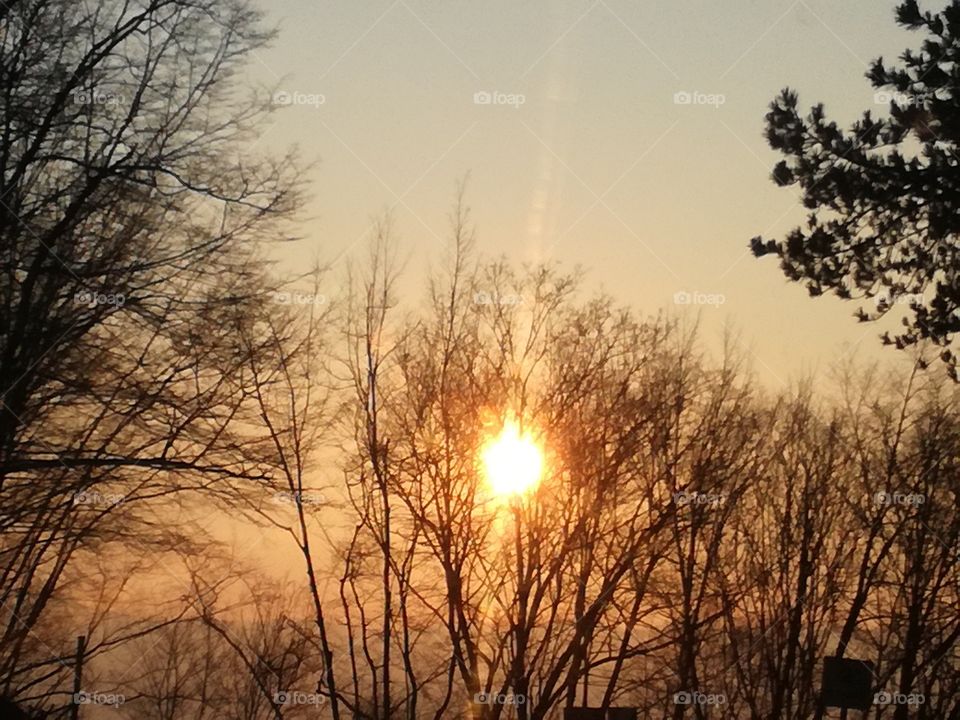 Sunset through the trees