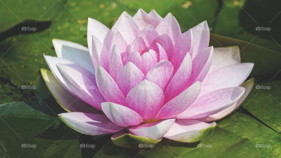 Beautiful water lily flowers in bloom