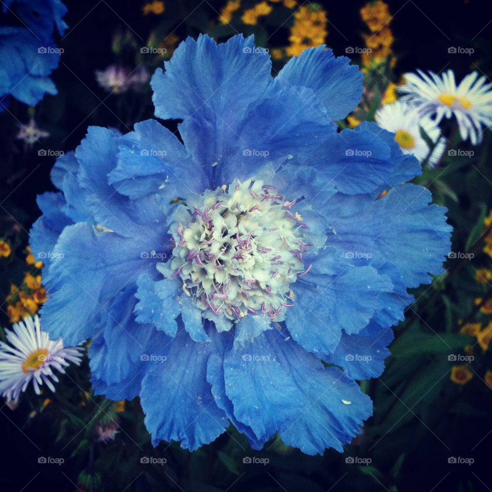 flowers garden blue summer by gitt123