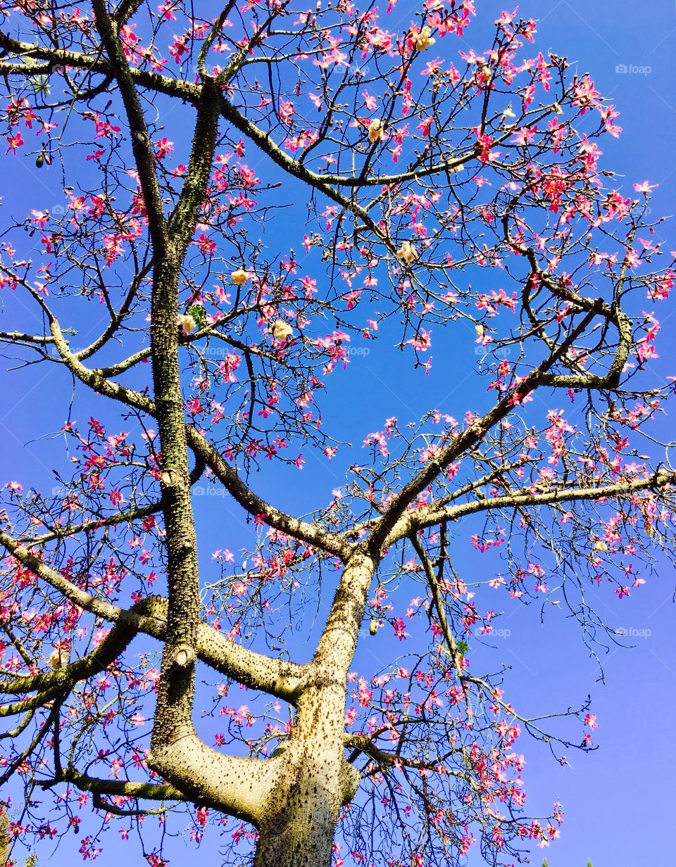 Tree with Pink Flowers- Camarillo, California 