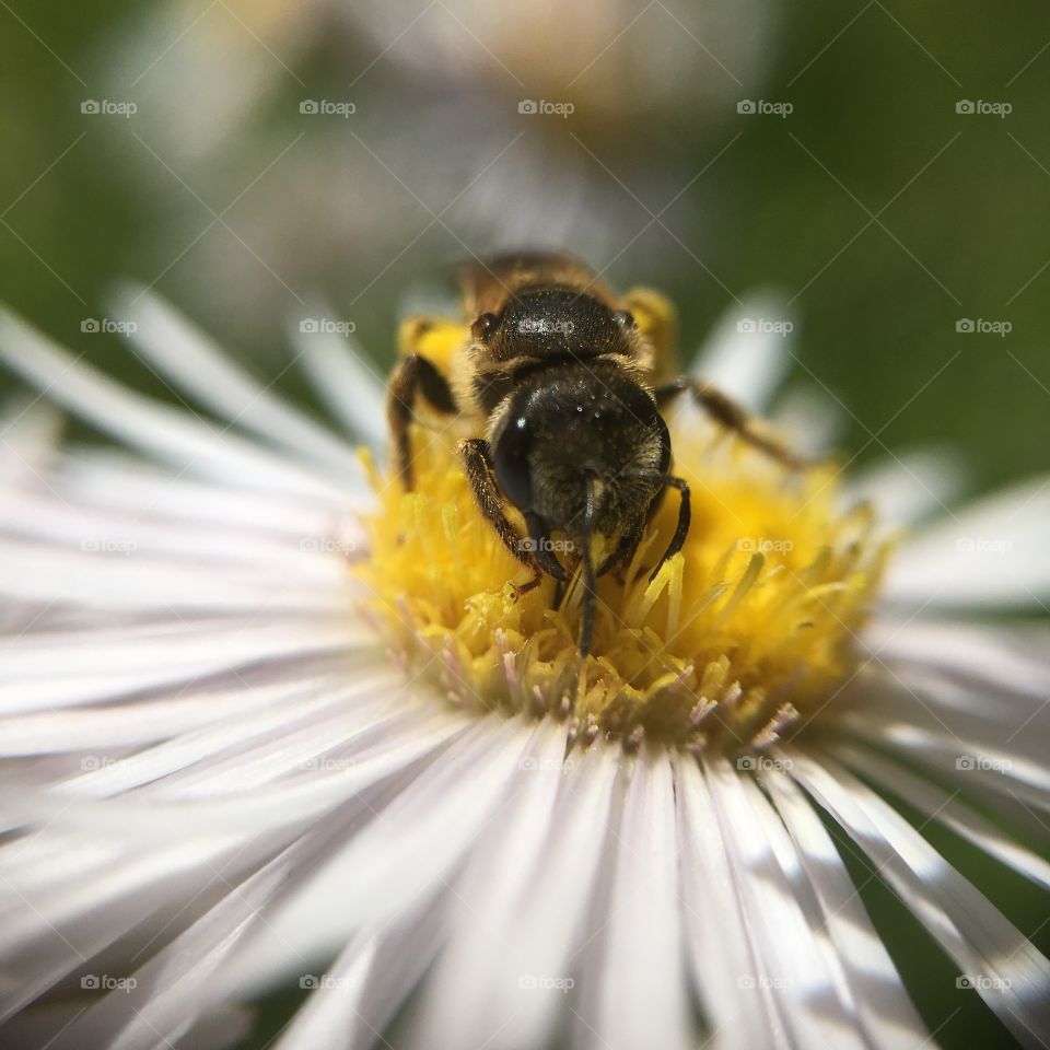 Tiny bee on flower