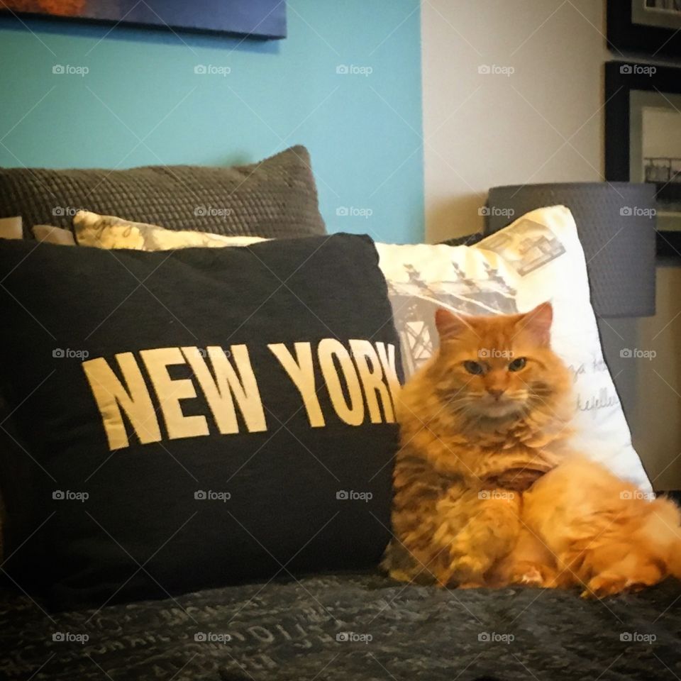 New york kitty