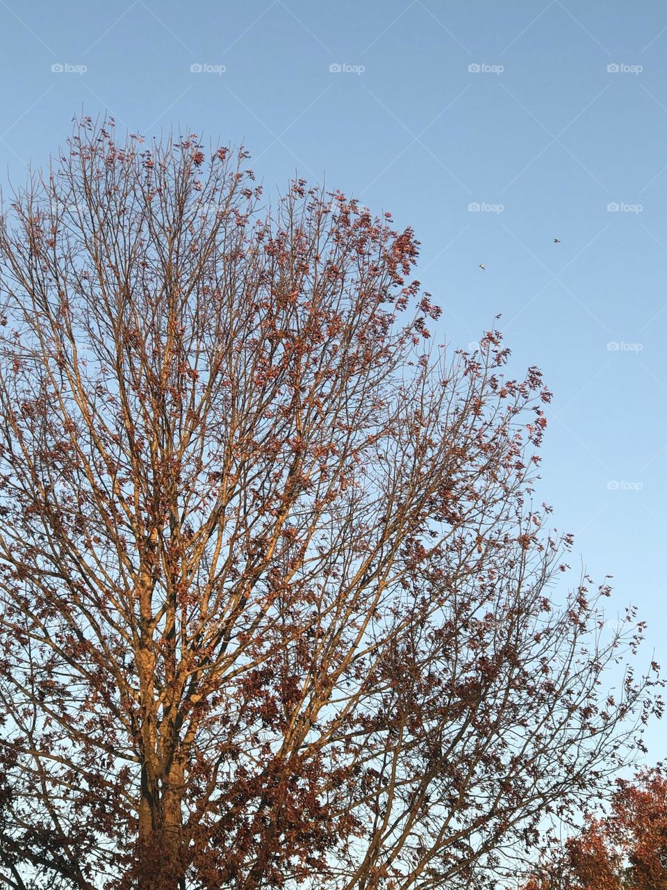 Fall Leaves and Blue Skies, with a Chill in the Air