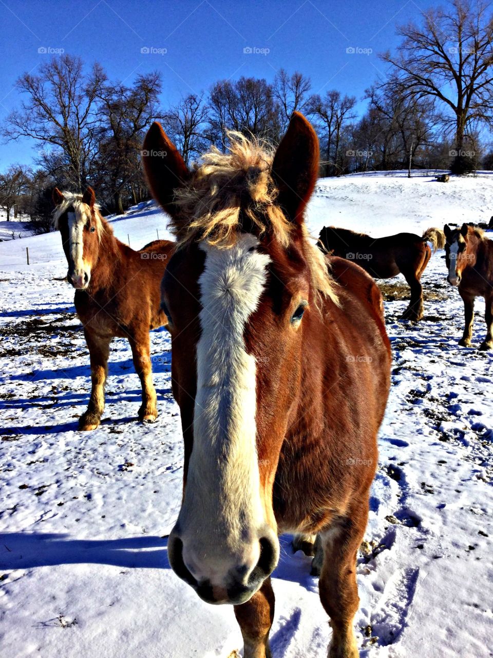 Amish horses 