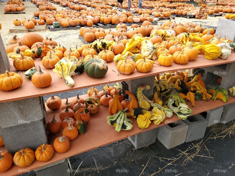 Pumpkins galore! Annual pumpkin shopping!
