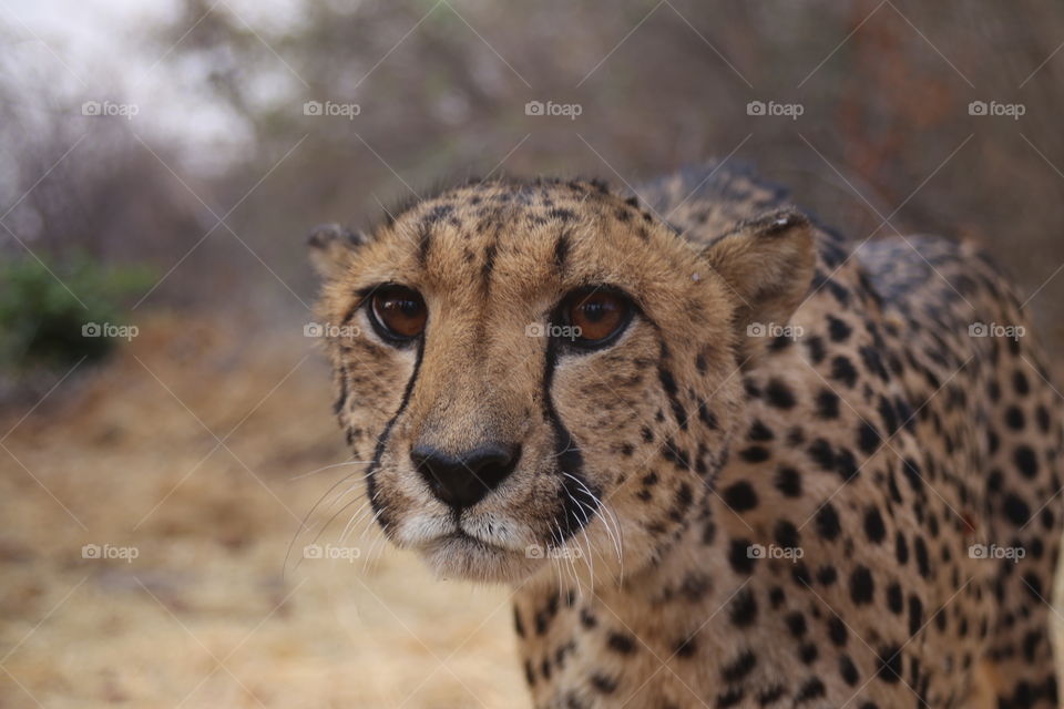 Cheetah Encounter