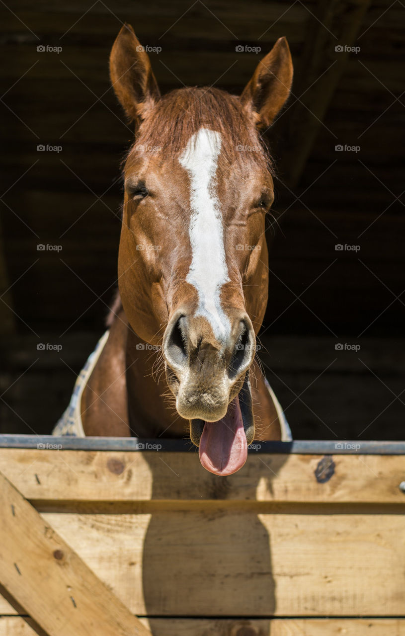 horse sticking out his tongue