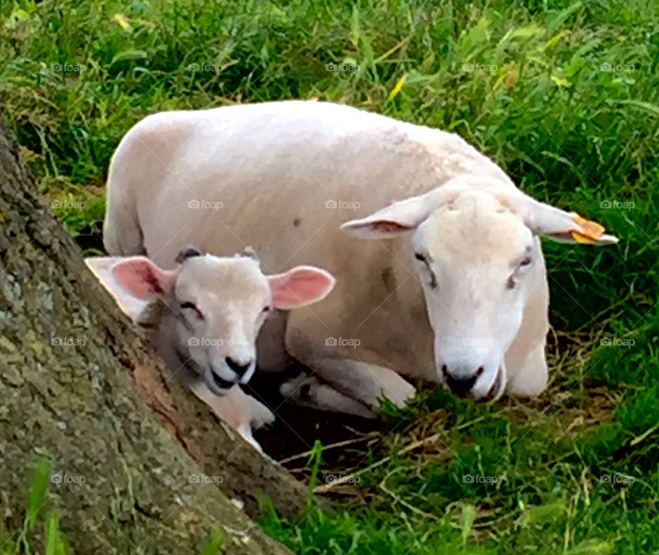 Animals sitting on grassy field