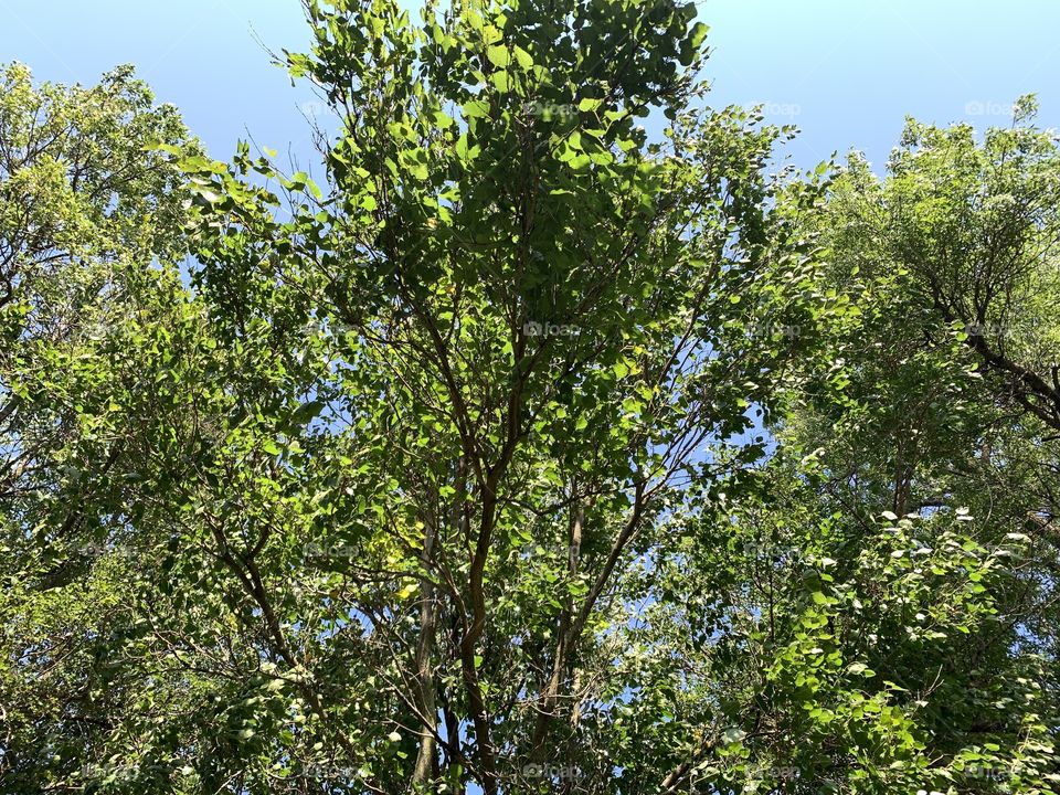 Tall, leafy treetops in sunlight against a beautiful blue sky 