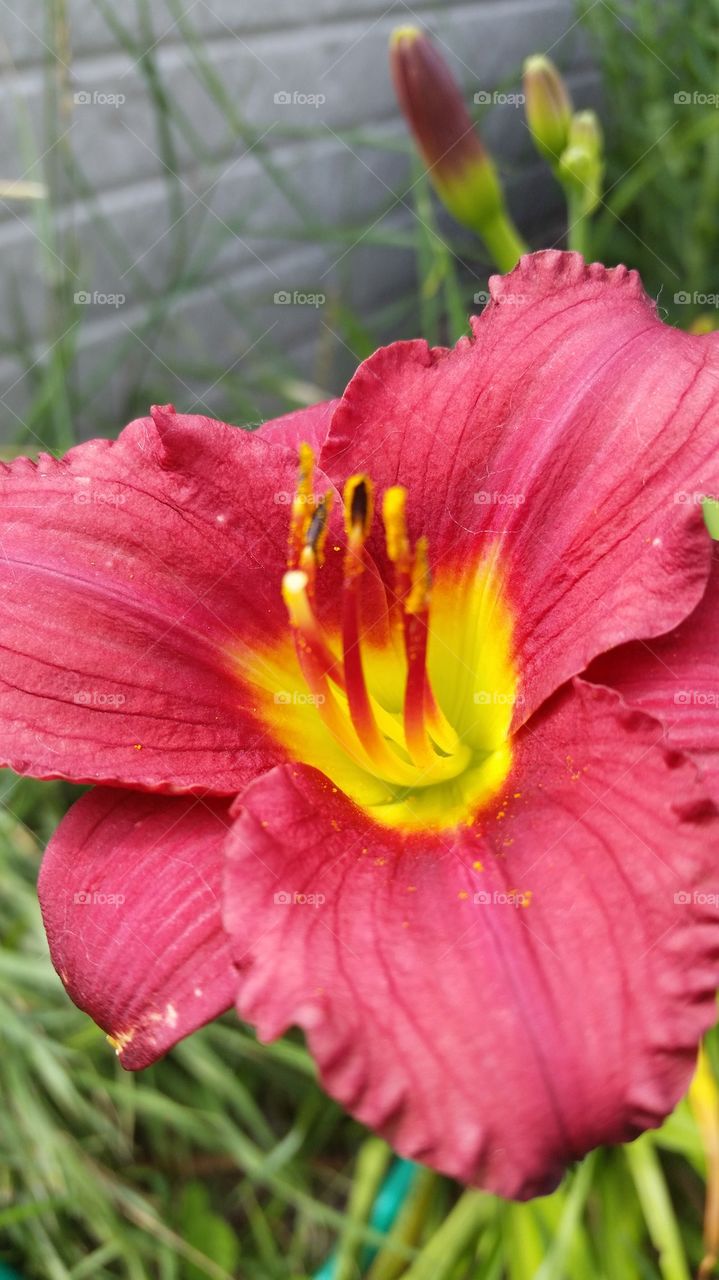 red day lilly