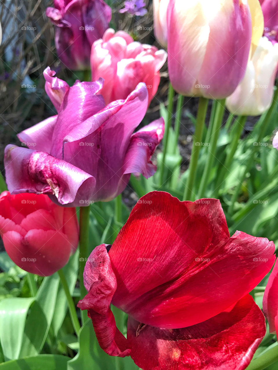 Tulips galore 