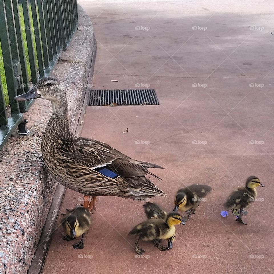 Duck's family. A family of Ducks out and about at Epcot Center Orlando