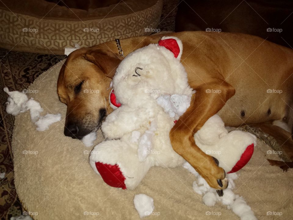 Gutted her stuffy and now comes the denial